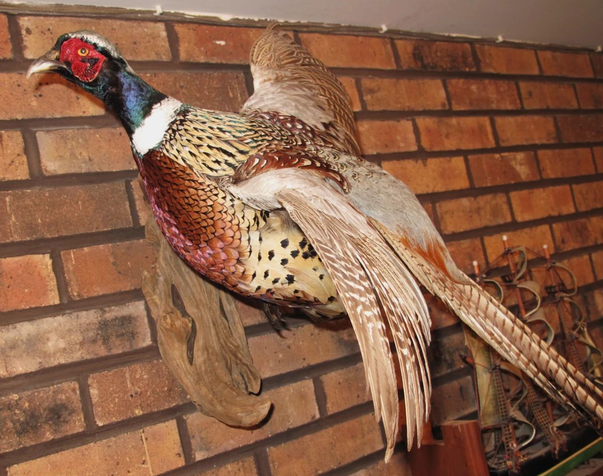 ring neck pheasant
