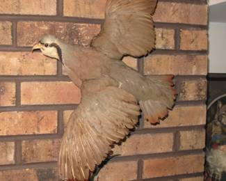 Chukar Partridge