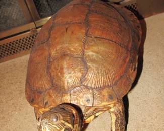 Large Taxidermy turtle