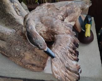Wood Duck Mounts
