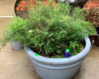 2 large pots with ferns. Price: 30.00 each