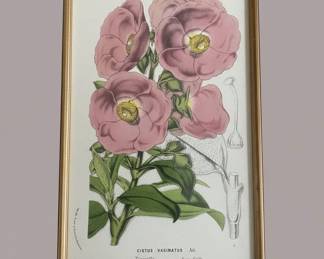 Antique Botanical Print Cistus Vaginatus Ait. Teneriffe, Serre Froide third image