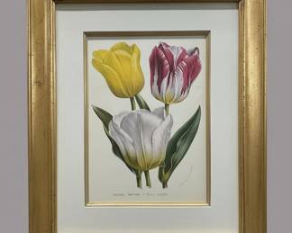 Trowbridge Framed Botanical Print of Tulips Tulipes Hatives a Fleurs Simples