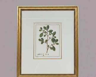 Botanicals C Framed Etching
