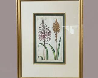Botanical Print of Two Asphodel Plants