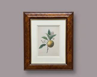PierreJoseph Redout Citrus Aurantium Stipple Engraving
