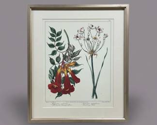 Bignonia odicana and Butomus umbellatus Botanical Print