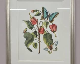 Framed Maria Sibylla Merian Botanical and Butterfly Print