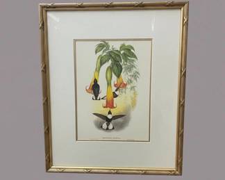 John Gould Bourcieria Torquata Lithograph Print