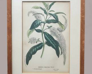 Veronica Lindleyana Hortul. Botanical Print