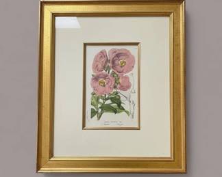 Antique Botanical Print Cistus Vaginatus Ait. Teneriffe, Serre Froide second image
