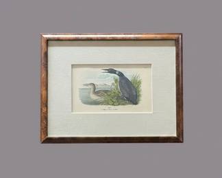 John James Audubon Great Northern Diver or Loon Plate Lithograph