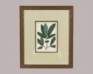 Botanical Print of Laurel Oak Quercus imbricaria by Henri Joseph Redout