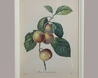PierreJoseph Redout Reine Claude Franche Stipple Engraving third image