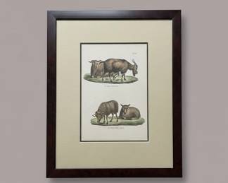 HandColored Lithograph of Goats and Sheep