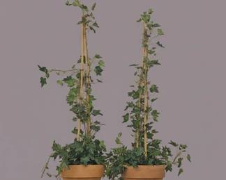 Artificial Ivy Topiary in Terracotta Pots
