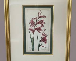 Antique Gladiolus Print Gladiolus Byzantinus