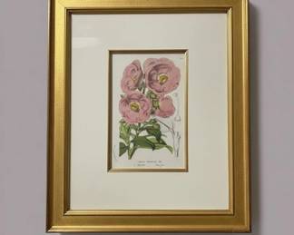 Cistus Vaginatus Botanical Print B