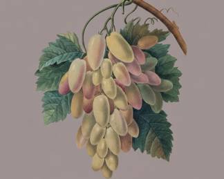 PierreJoseph Redout Raisins Blancs Botanical Print second image