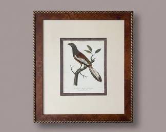 The Rufous Magpie of Bengal HandColored Engraving by J.W. Lewin