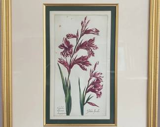 Gladiolus Biftantinus atropurpureus and Gladiolus flore albo Botanical Print