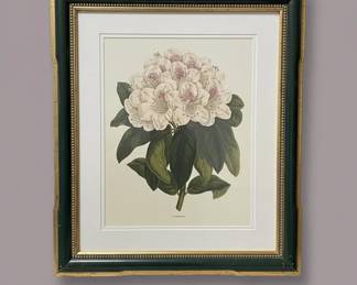 Rhododendron Clowesianum Botanical Print