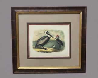 John James Audubon Brown Pelican and Ibis Framed Print