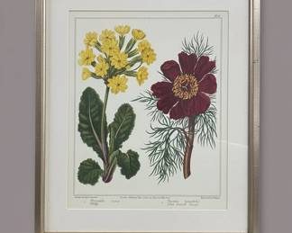 Botanical Print of Primula veris and Paeonia tenuifolia by Sydenham Teast Edwards