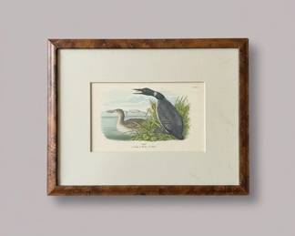 Common Loon Gavia immer Vintage Lithograph Plate