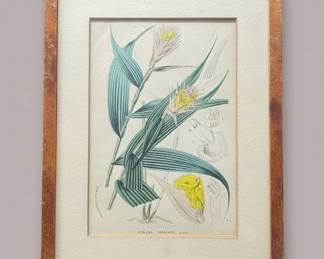 Elleanthus Caravata Botanical Print
