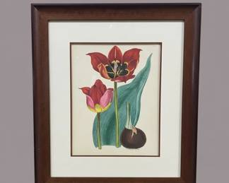 Botanical Print of Tulips by H.G.L. Reichenbach