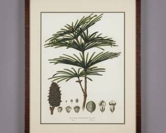 Japanese Pines Chromolithographic Print