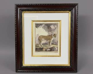La Lionne Etching by JacquesLaurent Agasse, from Buffons Histoire Naturelle
