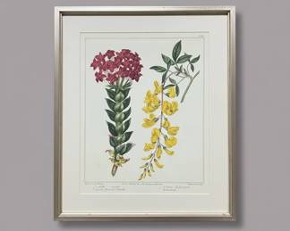 Sydenham Edwards Botanical Print Crassula coccinea Cytisus Laburnum