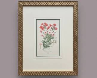Perennial Phlox Phlox Paniculata Chromolithograph by W. King Ambler, Inc., styled for Interior Makeovers