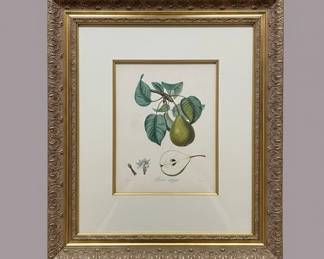 Botanical Print of a Pear