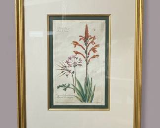 Gladiolus tristis Aloe vera Botanical Print