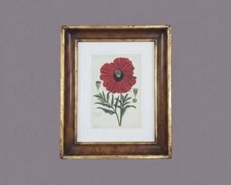 Oriental Poppy Papaver Orientale Botanical Etching