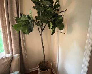 Fichus tree - Faux