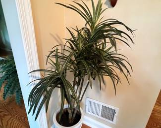 Plant - real