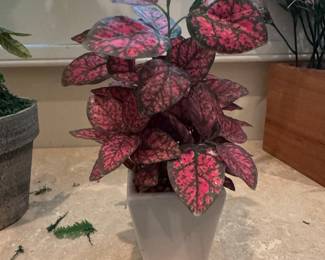 Hypoestes phyllostachya 'Confetti'