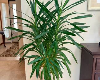Spineless Potted Yucca Cane Tree w/Pot