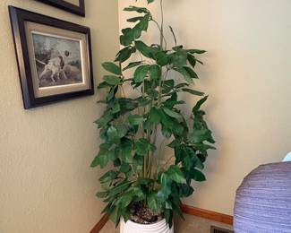 Umbrella Potted Tree w/Pot 