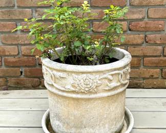 Heavy Resin Planter with Rose Bush Plant