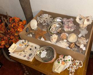Great Assortment of Shells