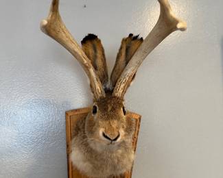 Jackalope!