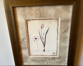PierreJoseph Redout Botanical Print of Tulipa Clusiana Lady Tulip