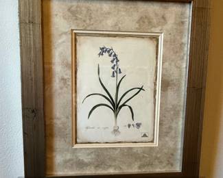 Framed Botanical Print of Hyacinthus non scriptus by PierreJoseph Redout