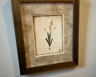 Ixia Scillaris Botanical Print Framed Art