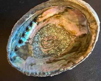 Polished Abalone Shell